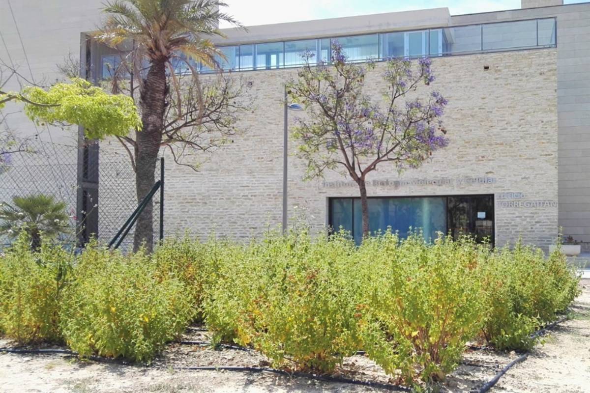 Los extractos de jara negra y granado podría disminuir la resistencia a Los extractos de jara negra y granado podría disminuir la resistencia a